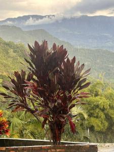 Eco hotel finca porvenir