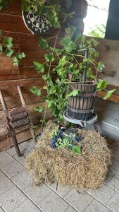 Casa veche “Old house”