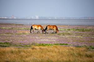 Appartementhaus Bracht - Lütje Füürtoorn