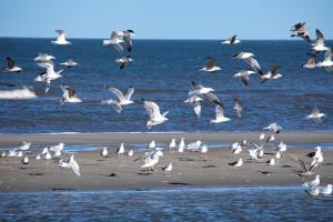 Appartementhaus Bracht - Strandläufer