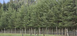 Peaceful Farm House facing the Aberdares