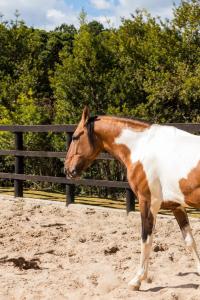 Rancho Chapaval - Lusitano Chalet