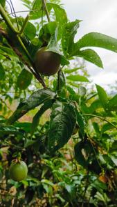 Adisham village agro garden villa