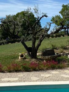 Chambre une fenêtre sur le Ventoux la Clue