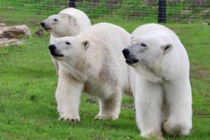 Barn-Sleeps 4-Pets Ok-Parking-Near Alton Towers