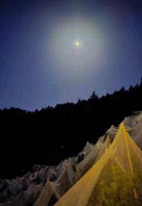 CedarNest by Yoshikahomestays l Forest Boutique Stay l Kufri l Theog l SHlMLA