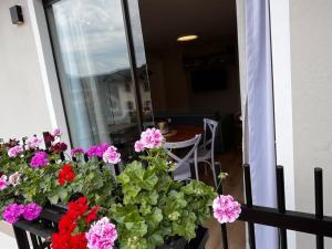 Loft Lavanda Francesa