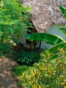 The Makuti breeze house