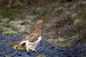 Cozy cottage near Þingvallavatn