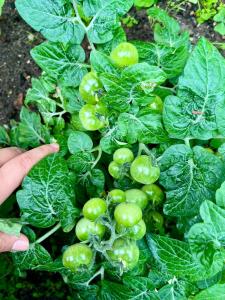 Hostal Restaurant Gocta