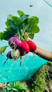 Hostal Restaurant Gocta