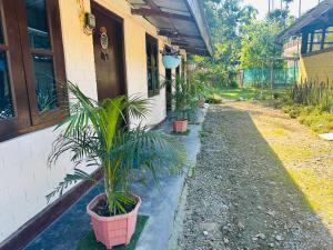 Grass Yellow Kaziranga