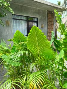 Clayleaf 2pax aprt