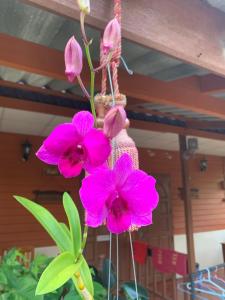 K Khan Garden at Chiang Khan Walking Street