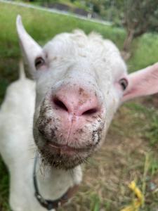 ISHIZUCHI Villa HANA