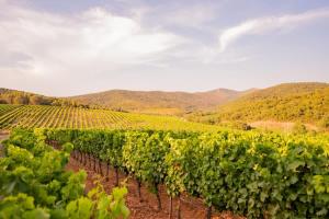 Lodge Grand Confort - Salle de bain italienne - Au coeur du Vignoble à 10 min de la Mer