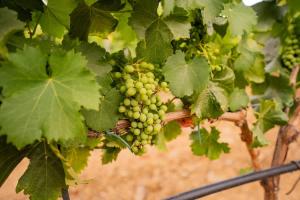 Lodge Grand Confort - Salle de bain italienne - Au coeur du Vignoble à 10 min de la Mer