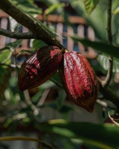 Taipu Bay Pousada - Taipu de Fora