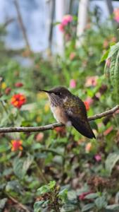 Bosque Tapantí, cerca del PN Tapantí en Orosí, Cartago, Costa Rica