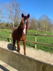 Gîte dans moulin - Chic et Charme - Piscine et Spa