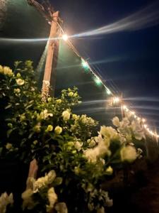 Glamping Rincón de Lavanda