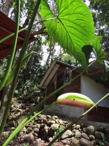 Tangara Real, Posada romántica entre bosque y rio