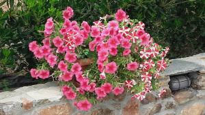 Studios Elianthos Thassos Greece