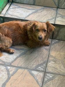 Morangos Vale Florido Casa Verde