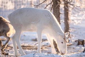 Apartment with sauna in Ranua on the lake