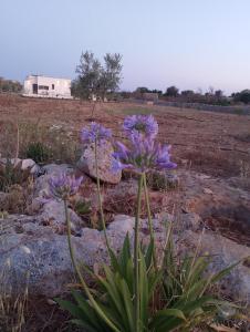 Dimora Ghibli Villa con piscina privata, Salento
