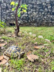 Waterfront Villa Magnolia