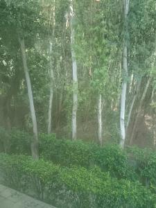 2 Bed Room Flat Near AMB Mall