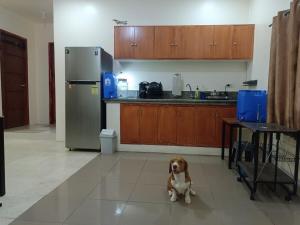 Laika the Beagles Home away from Home - Clark