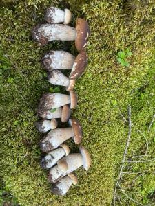 La Casa Del Gelsomino