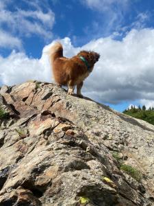 La Casa Del Gelsomino