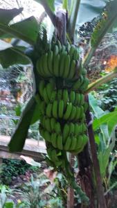 Camping São Conrado com cachoeira exclusiva, perto da praia e da Pedra Bonita