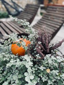 Apartamenty Polański - 20 procent zniżki na Gorący Potok oraz Termy Szaflary, w Rynku Szaflar, zniżki dla pobytów ponad 4 noce