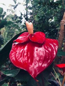 thaliya wathuna ella kabana