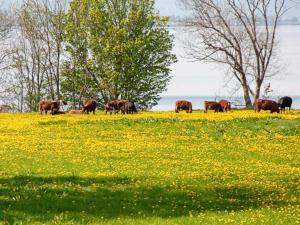 Lakeview Cottage Retreat-By Traum