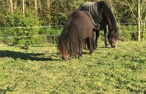 De Skourre met hottub en sauna