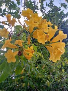 Birdsong Guest House