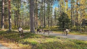 Peaceful Hideaway near Levi Adventures activities