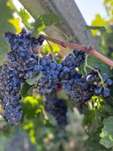 Vinarija Ljutica Winery Ljutica