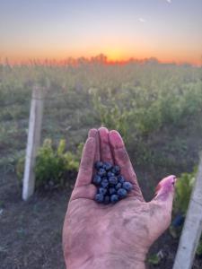 Vinarija Ljutica Winery Ljutica