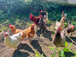 Ferienwohnung Ginkgo mit verwunschenem Garten & privater Sauna