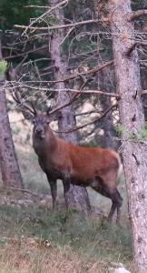 Appartamento a Monclassico