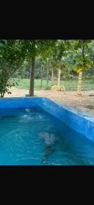Krishna Cottage