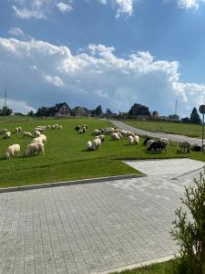 Akor House domki w Zębie