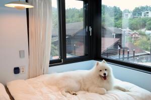 휘닉스파크 인근 애견동반 프라이빗 롯지