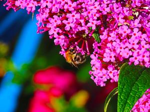 Dom na Przedgórzu - Apartamenty z widokiem na Góry Izerskie